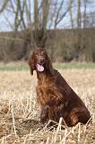 SETTER IRLANDAIS 320